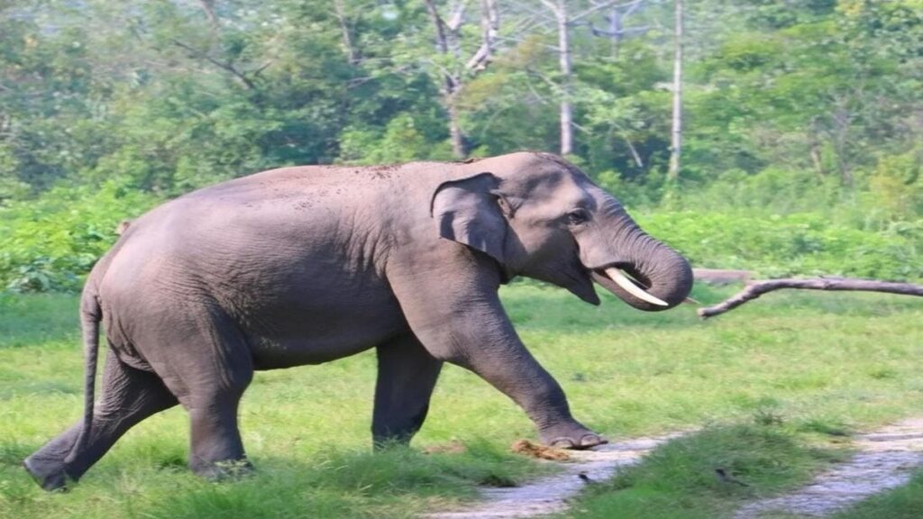 “Scene of an elephant attack in Wayanad where a young man was injured while walking to an exam near Neervaram.”